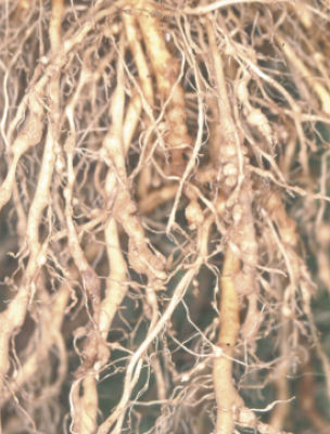 ネコブセンチュウ