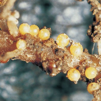 シストセンチュウ