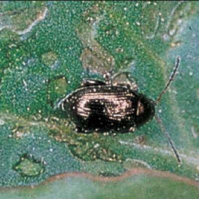 テンサイトビハムシ