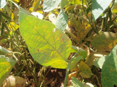 Enfermedades de la soja que afectan tu cultivo Todo lo que necesitas saber