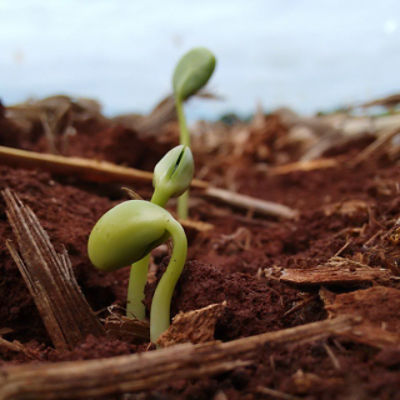 Brote verde emergiendo del suelo arenoso durante la germinación.