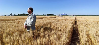 En el cultivo de trigo como en el resto de los cultivos el número de granos por unidad de superficie es la variable que mayormente explica el rendimiento.