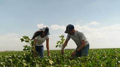 En el cultivo de trigo como en el resto de los cultivos el número de granos por unidad de superficie es la variable que mayormente explica el rendimiento.