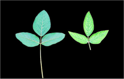 Plántula joven de soja con hojas verdes creciendo sobre suelo con rastrojo