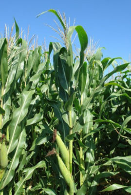 Planta de maíz