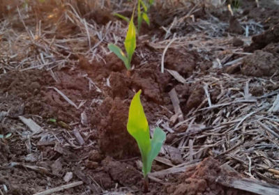 crescimiento de maiz