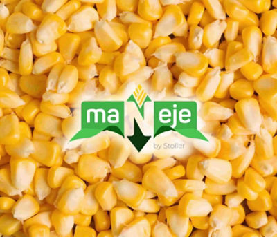 granos de maíz maneje