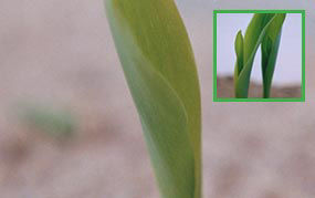 planta de maíz en VE