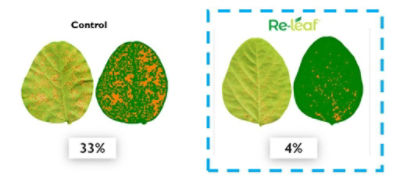  Respuesta comparativa de plantas de soja atacadas por roya asiática Soja x óxido