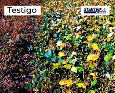 testigo starter stoller