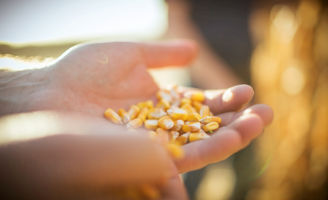 IMG-implantation-mais-agri-bio