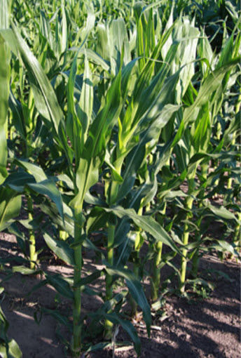 Photo showing Iowa State University inbred B73 corn plants in a Pioneer demonstration plot (Johnston, Iowa; July 16, 2013.)