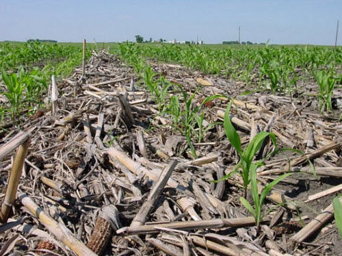 High-residue corn field