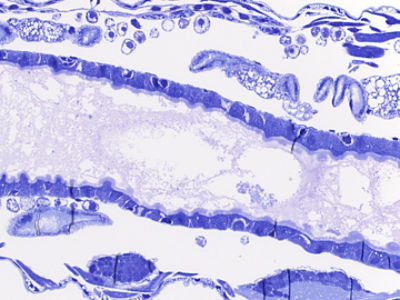 insect midgut epithelial cell culture systems