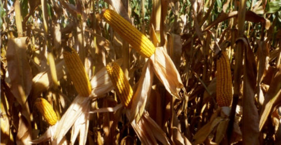Ears in Intensive Corn Management System