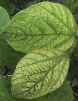 Interveinal chlorosis
