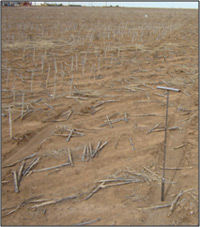 Sorghum responds well to nutrient applications, especially in lower testing soils.