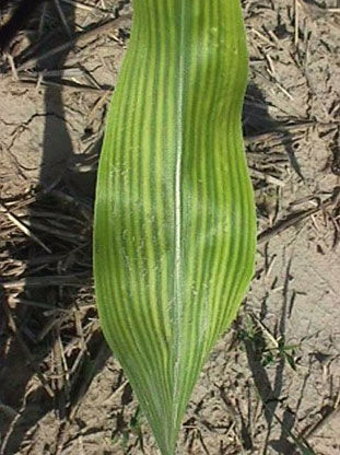 High pH induced iron deficiency chlorosis in sorghum.