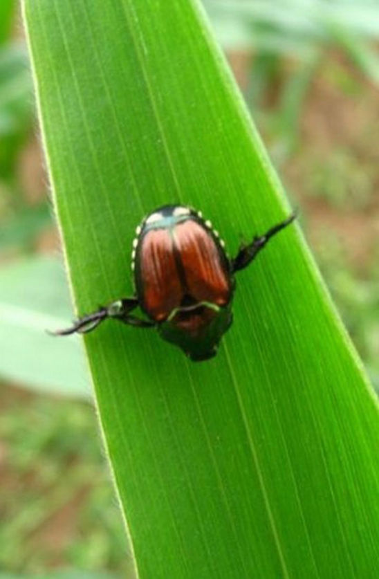 Japanese Beetle