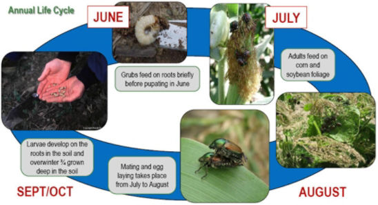 Japanese Beetle Annual life cycle