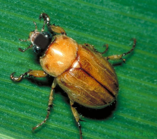 Masked Chafer