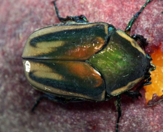 Green June Beetle