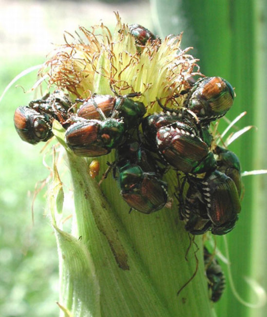 Japanese beetles feeding on corn