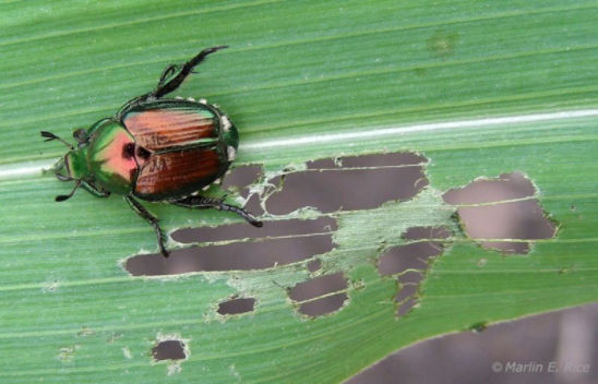 Japanese beetle on corn leaf