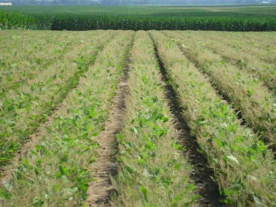 Soybean field damaged by Japanese beetles.
