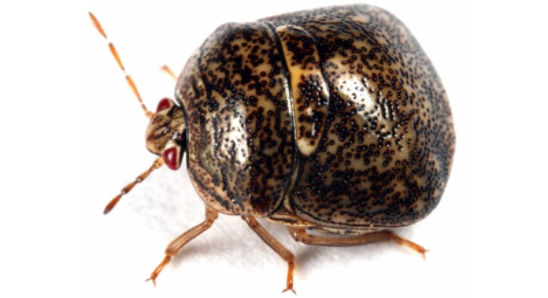 Adult Kudzu bug