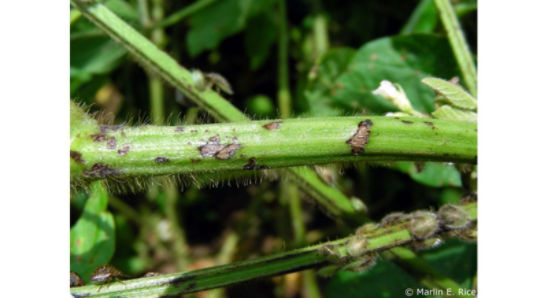 Brown stem lesions on soybean plants caused by kudzu bugs