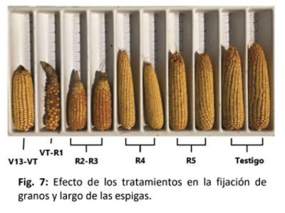 largoo_de_las_espigas