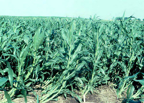 'Goose-necked' corn plants following an early July storm.