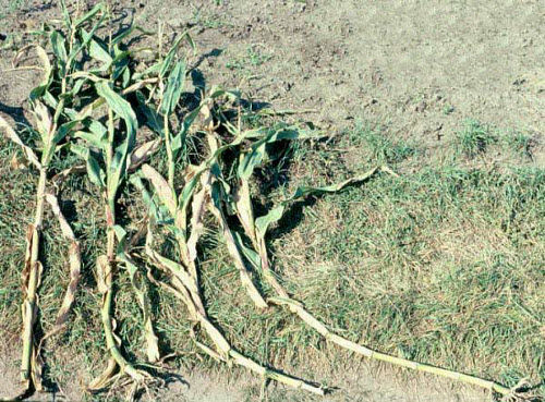 Left to right, control (no lodging) and plants with simulated wind lodging at V10, V12, and V16 stages. Lodging occurred in July, photos were taken in early September.