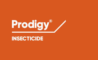 Prodigy
