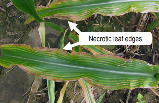necrotic leaf edges