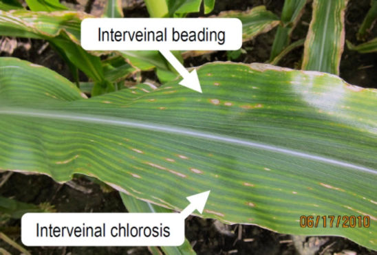 Leaf with interveinal beading and interveinal chlorosis