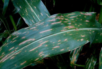 maize gray leaf spot