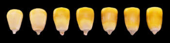 Progression of milk line in corn.