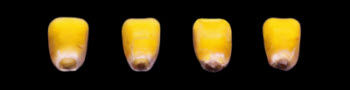 Progression of black layer development in corn.