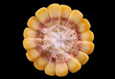 Stage R5.25 corn ear.