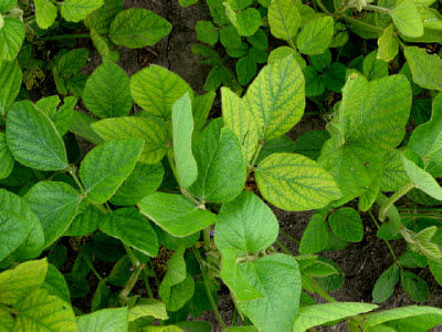 Manganese deficient soybean plants.