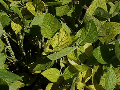 Manganese deficient soybeans