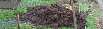 manure