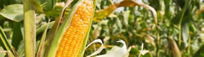 Maize_Banner_Mobile
