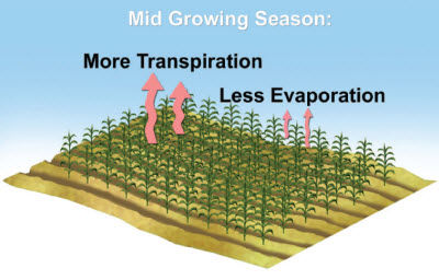 Sources of ET in the middle of the growing season