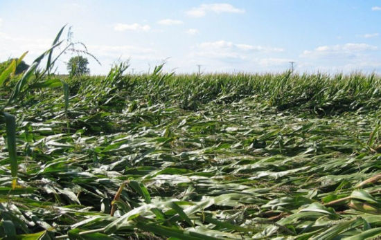 corn field damage from lodging