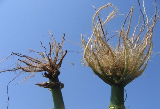 Corn rootworm damage