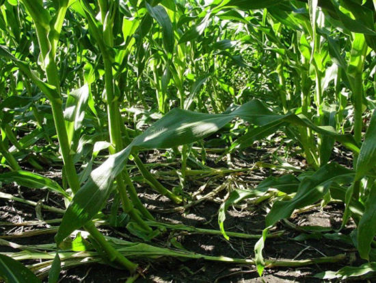 Root lodging in field