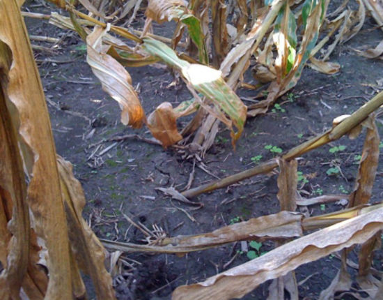 Root lodging in field